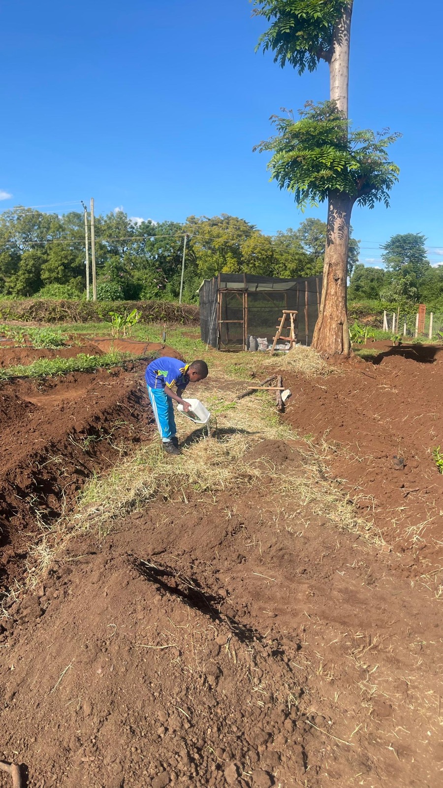 A team member mulching and watering newly planted rows