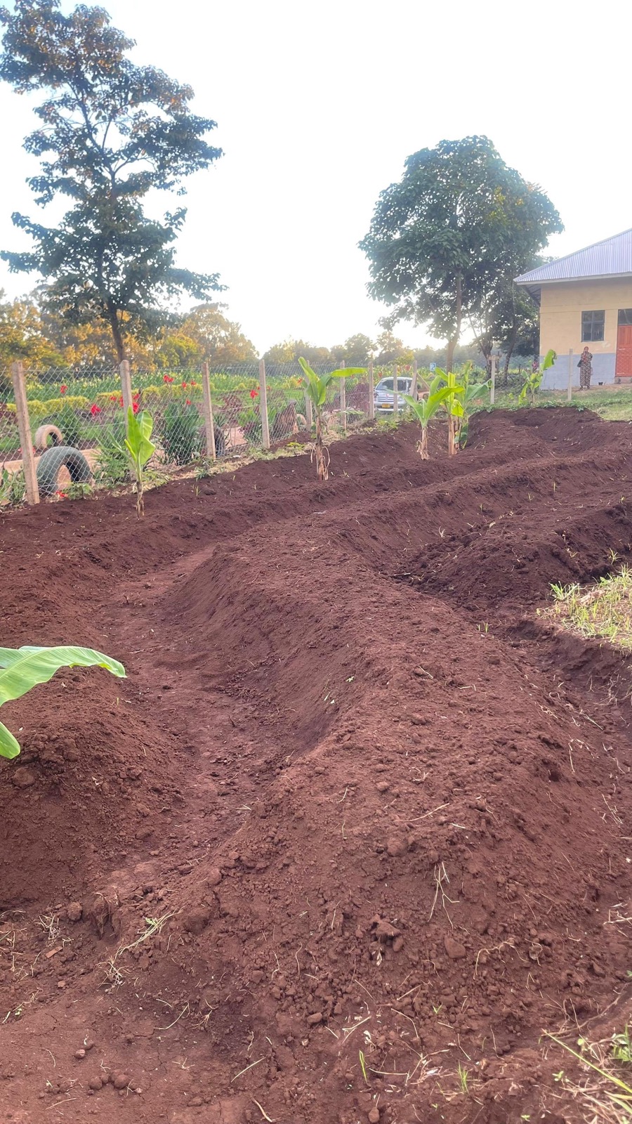 Rows of banana plants growing along contour swales at golden hour
