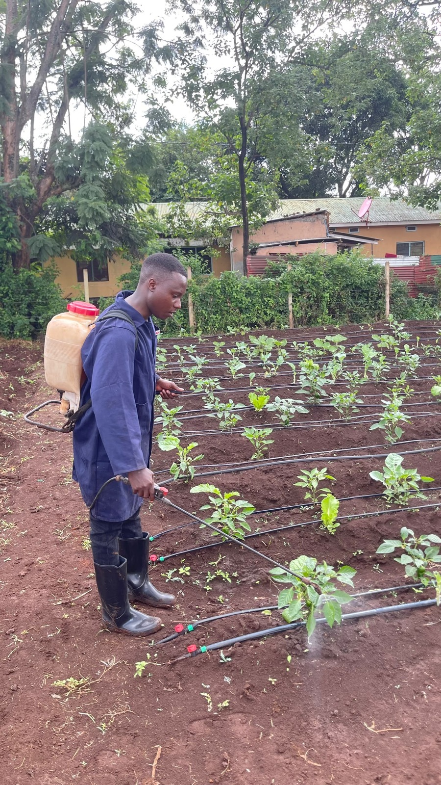 A team member applying treatment to crops with a backpack sprayer