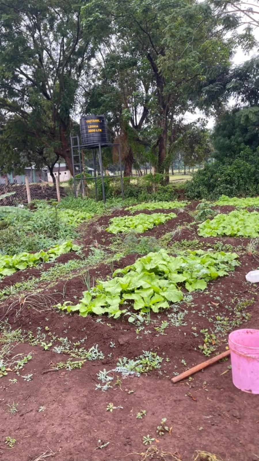 A cultivated school garden with rows of leafy greens and a rainwater storage tank