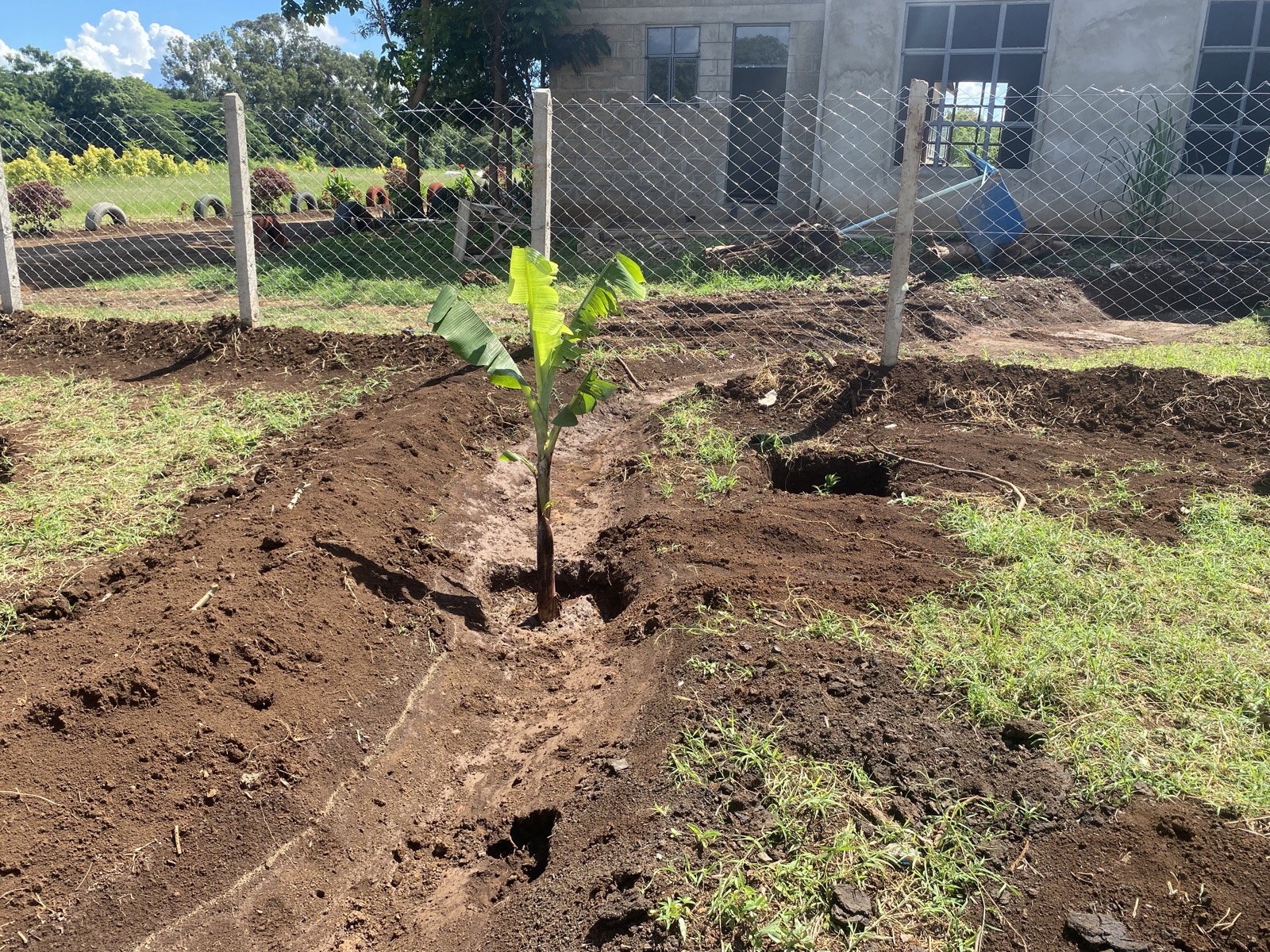 A young banana sapling planted in a swale beside a school building at Kibo School