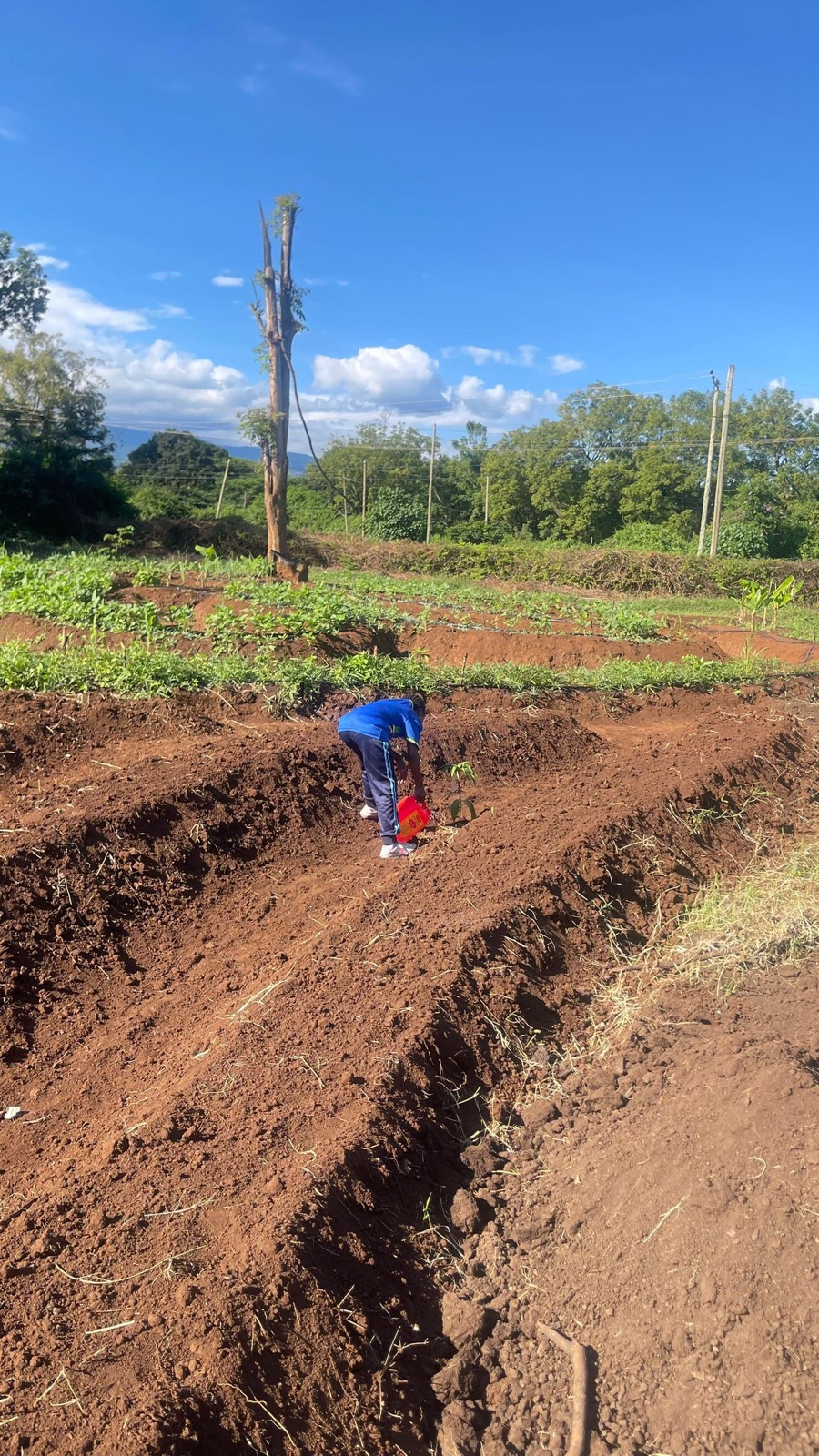 A team member planting a single potted seedling into a freshly dug trench